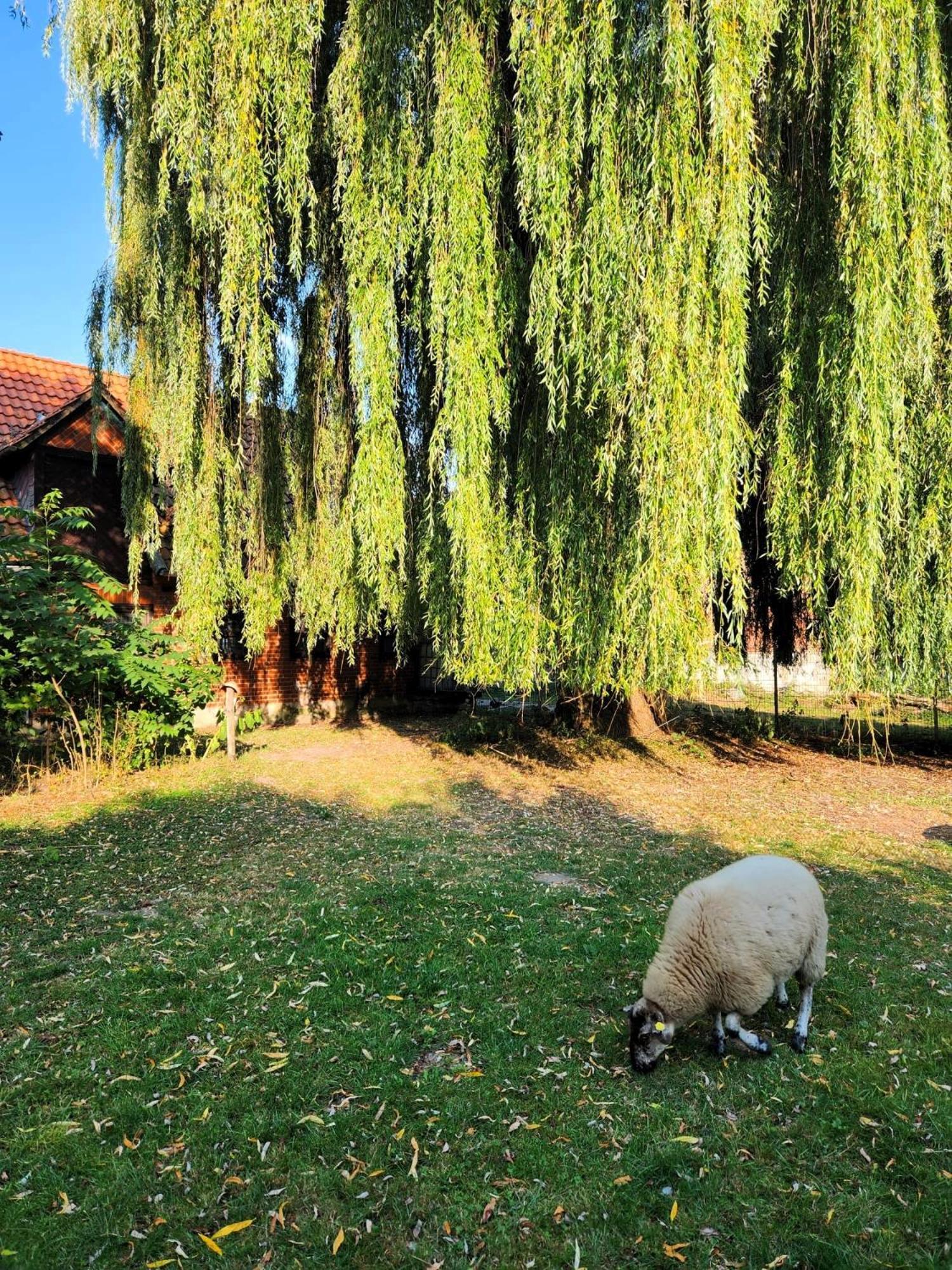 Hof Kuma Daire Uelzen Dış mekan fotoğraf